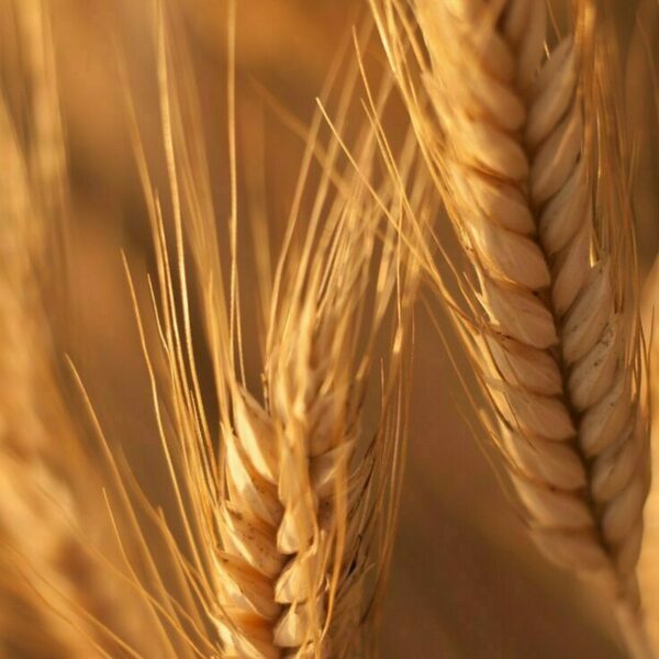 Φυσική Κρέμα Προσώπου με Αμυγδαλέλαιο, Φουντουκέλαιο & Αλλαντοΐνη για Ευαίσθητες Επιδερμίδες 50ml - 4