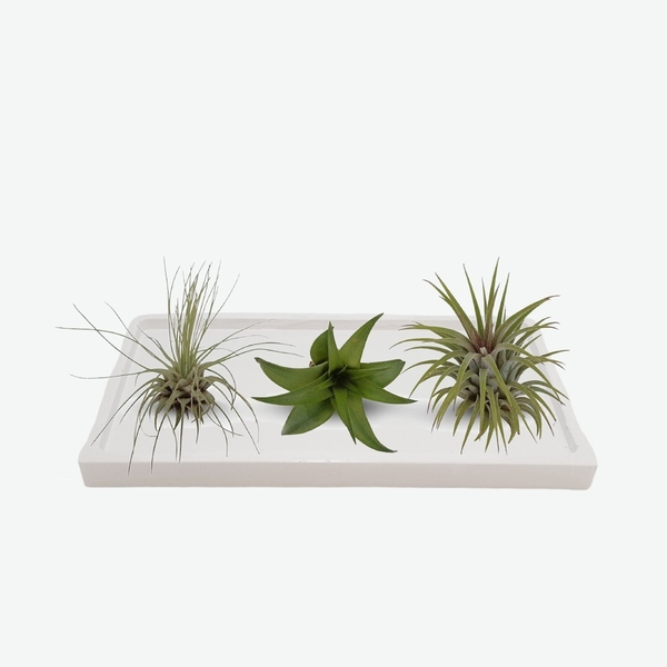 Tσιμεντένιος δίσκος 1.5 X 9.0 X 17.5 //sara W - design, τσιμέντο, σκυρόδεμα, πιατάκια & δίσκοι - 2