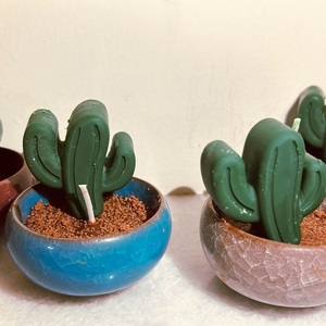 Γλαστρακι κάκτος αρωμα πιπερι ιβισκος - 2